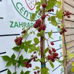 Černica nepichľavá, veľkoplodá (Rubus fruticosus) ´LOCH NESS´ - skorá 40-70 cm, kont. 1.5L